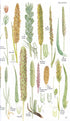 Wild Flowers of Britain and Ireland, 2nd Ed. - Blamey 2013